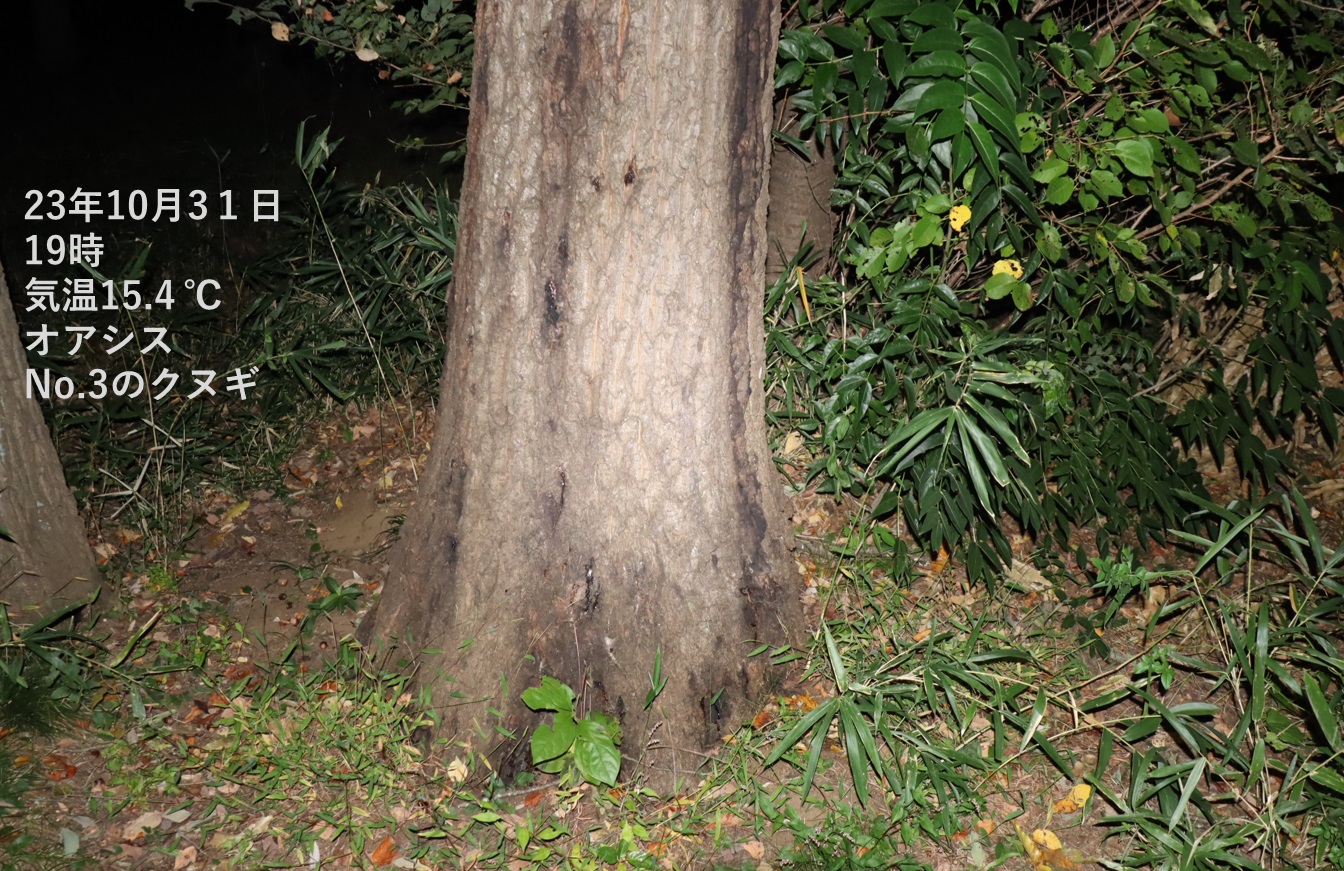 No.3のクヌギ_クワガタ達のオアシス_2023年10月31日19時 気温15.4度